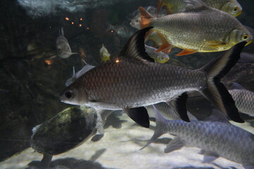 Aquarium Fish Silver Barb Java Barb Underwater Life © Jimmy