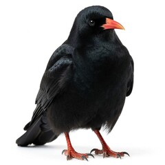 Naklejka premium Black chough bird with orange beak stands still. This wild avian creature has glossy dark feathers and sharp talons on red legs against a white backdrop.