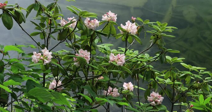 阿寒湖のハクサンシャクナゲ