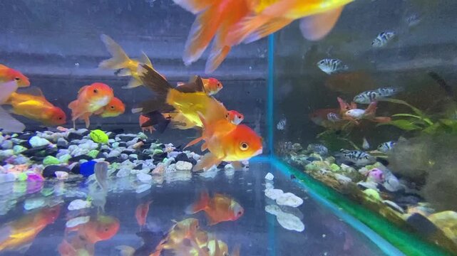Bright orange goldfish swimming together in freshwater home aquarium