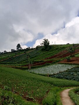 rice field on the plantation in tawangmangu ,cental java