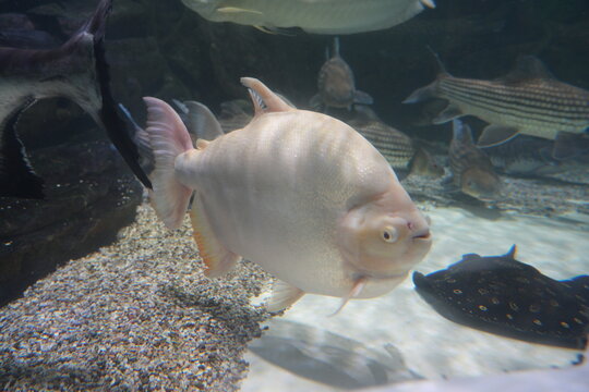 Aquarium Fish Tank Underwater View With Pacu