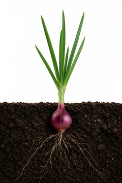 Single Red Onion Growing in Soil with Long Green Shoots and Extensive Fibrous Root System