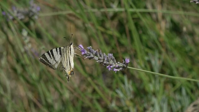 Scarce swallowtail butterfly pollinating purple lavender in a summer meadow. Static close-up shot.