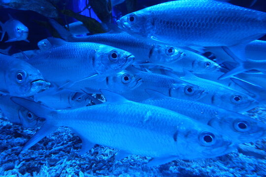 School of Fish Underwater in Blue Light Photography