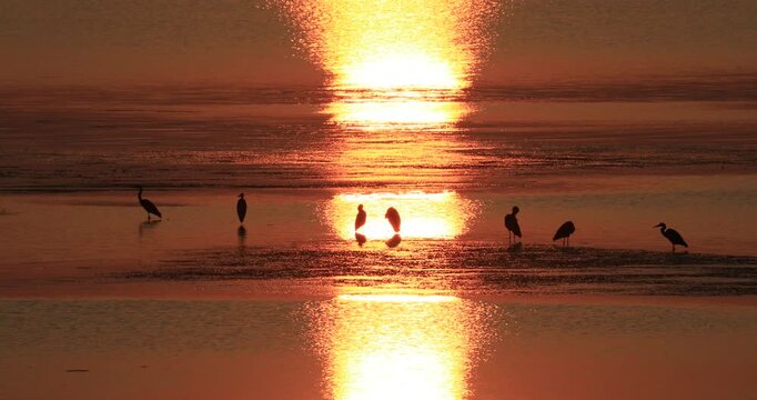 サロマ湖のアオサギと夕日