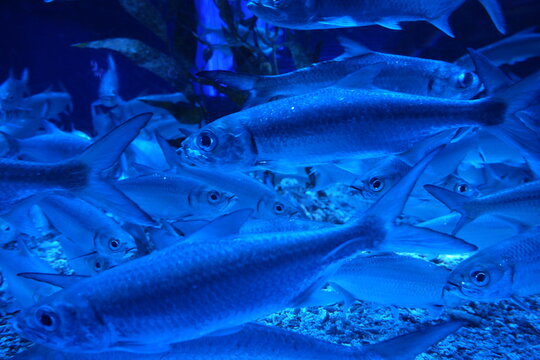 School of Silver Fish Underwater Blue Lighting Aquarium View