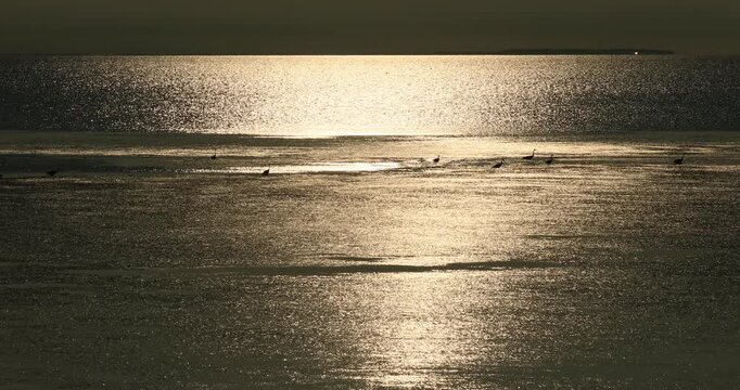 サロマ湖のアオサギと夕日
