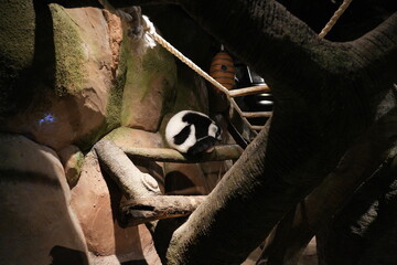 Naklejka premium Resting Black and White Ruffed Lemur on a Branch