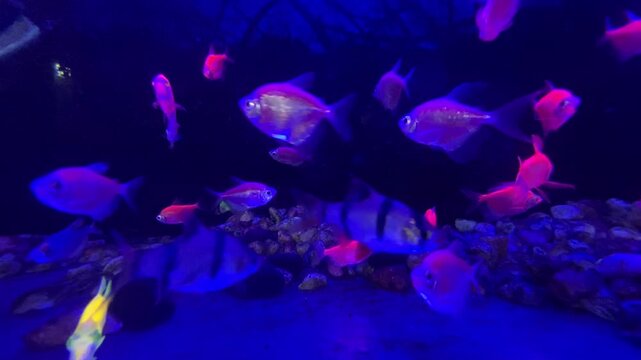 Colorful neon GloFish glowing under blue UV light in dark aquarium