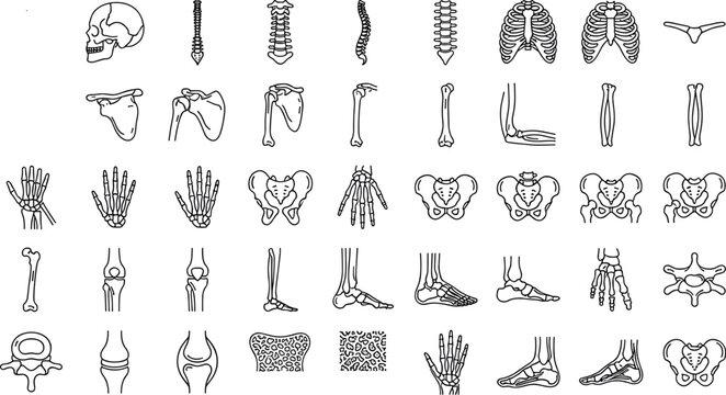 Human skeleton and bone anatomy icon set with medical orthopedic joints vectorHuman skeleton and bone anatomy icon set with medical orthopedic joints vector