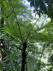 a large tree fern in the rainforest © Khoa