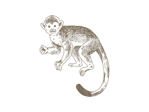 Hand Drawn Squirrel Monkey Illustration, Vintage Engraving Style