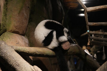 Naklejka premium Black and White Ruffed Lemur Resting on a Branch