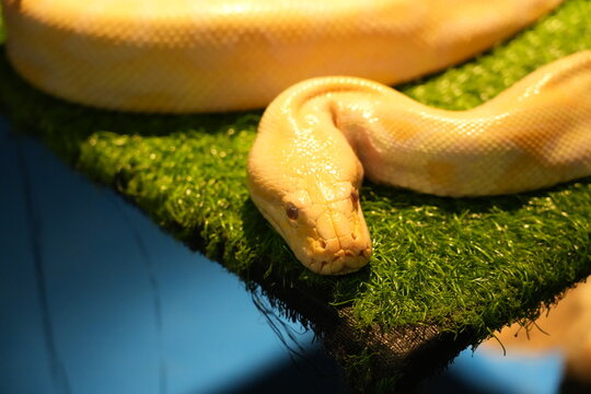 Albino Reticulated Python Close Up Exotic Pet