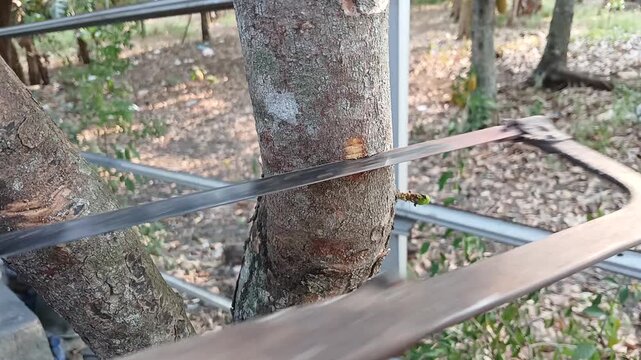 Woman sawing a guava tree branch with a hand saw in the garden,
