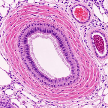 Histology Micrograph of Terminal Bronchiole Cross Section Showing Ciliated Epithelium Smooth Muscle and Pulmonary Arteriole