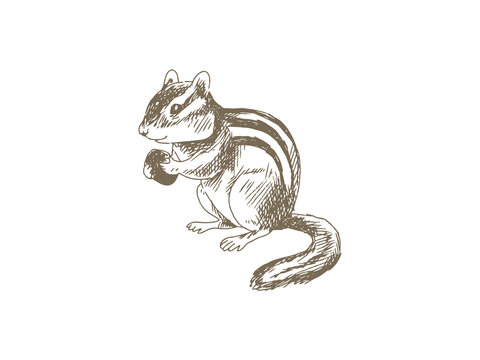 Hand Drawn Chipmunk Illustration, Vintage Engraving Style