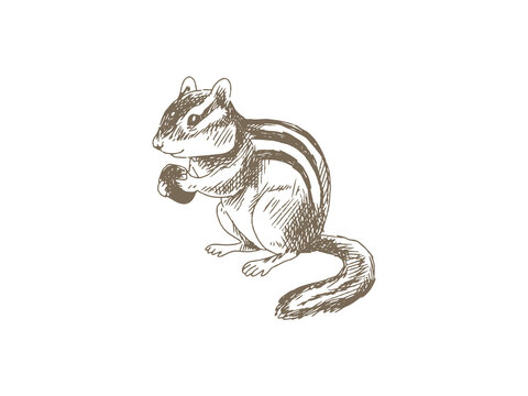 Hand Drawn Chipmunk Illustration, Vintage Engraving Style
