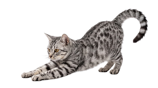 Silver tabby cat stretches its lithe body forward in a playful pose with arched back and extended front paws isolated on white background captured with sharp focus and studio lighting