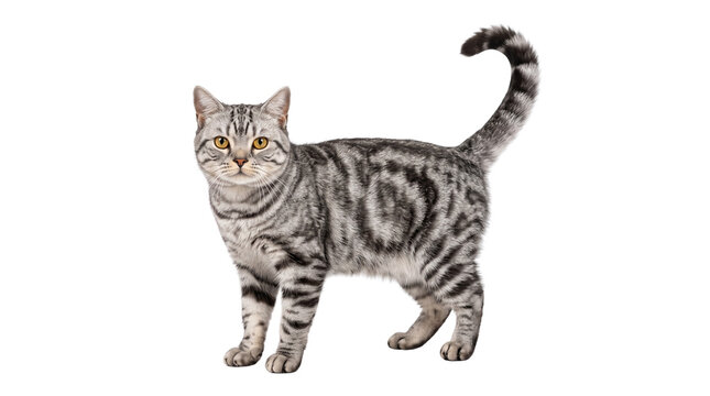 Beautiful silver tabby cat with striking golden amber eyes standing elegantly against a crisp white background while displaying its detailed fur pattern and fluffy tail held high in perfect focus.
