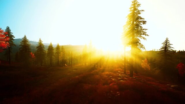 sunrise light through pine forest, golden rays spill over meadow, long shadows stretch across dewkissed ground, red foliage glows with cinematic backlight