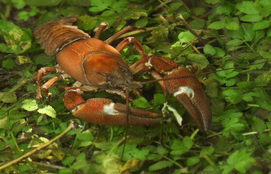 Invasive North American Signal Crayfish, Pacifastacus leniusculus, feeding in a chalk stream in the UK.