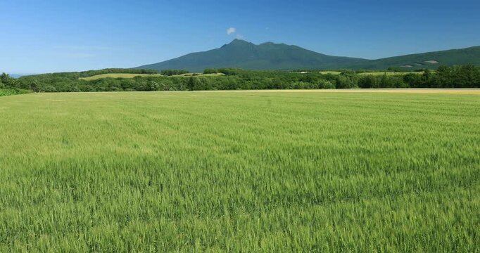 大麦畑と斜里岳