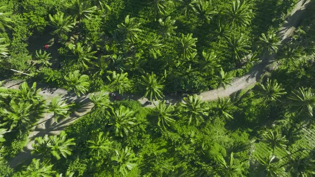 4K Drone Aerial View of Tourists Riding ATVs Near Mayon Volcano Philippines. exciting off-road adventures, lush green countryside, and tropical coconut palm groves