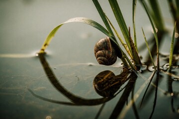 Naklejka premium Pond snail clings to green grass blade at water surface. Snail shell spirals reflect in calm pond water. Wet plant stem supports small mollusc.