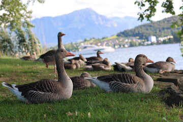 Greylag geese by Lake Lucerne, Switzerland © Norman