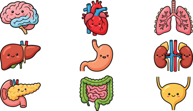 Vector Illustration Educational human organs illustration set with brain, heart, stomach, intestines, and pancreas