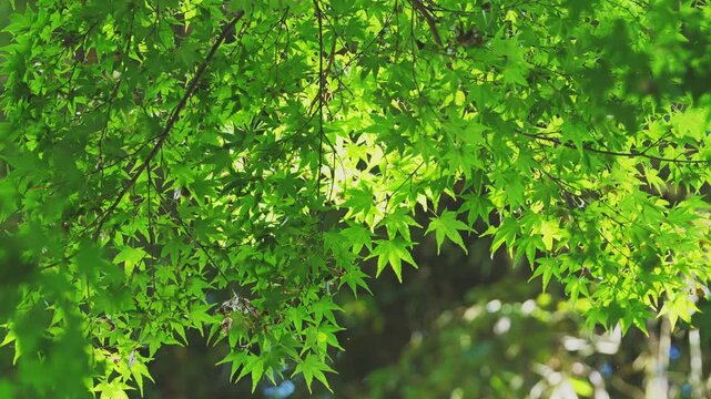 Fresh Green Japanese Maple Leaves Glowing in Dappled Summer Sunlight