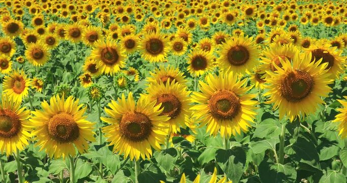 北竜町のひまわり畑