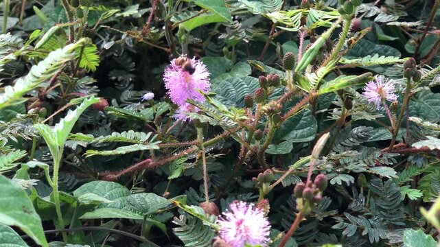 Bee interacting with wild flowers in tropical ecosystem. Natural wildlife image showing pollinator activity, plant relationship, biodiversity, and environmental balance in outdoor habitat.