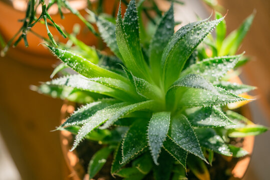 Haworthia succulent plant displaying striking green foliage covered in fresh water drops, thriving in a terracotta pot under warm natural light, symbolizing vitality and home gardening