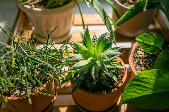 Collection of potted houseplants including succulents and various green foliage growing indoors, illuminated by natural morning light filtering through a window