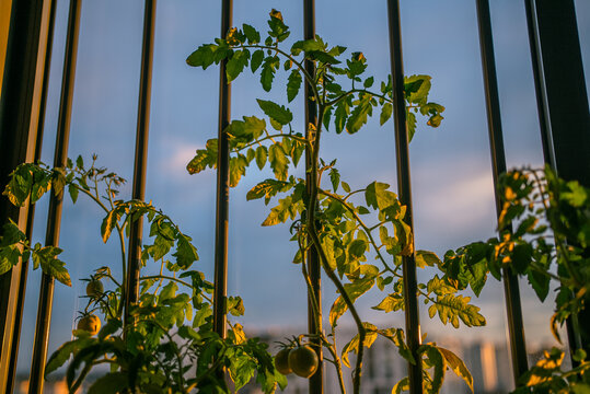 Tomato plants growing in an urban balcony garden, displaying green leaves and developing fruit, illuminated by warm sunset light with city buildings visible in the distance