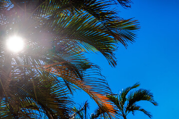 Palm leaves on a blue sky background  © licvin