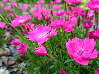 Pink Dianthus Flowers Blooming in Garden © Sasha