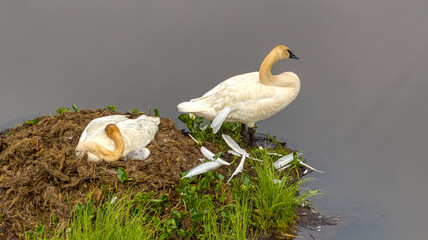 Swan Pair on Nest with Cycnet © Ab