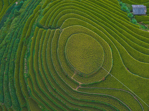 Aerial view of lush green terraced rice fields