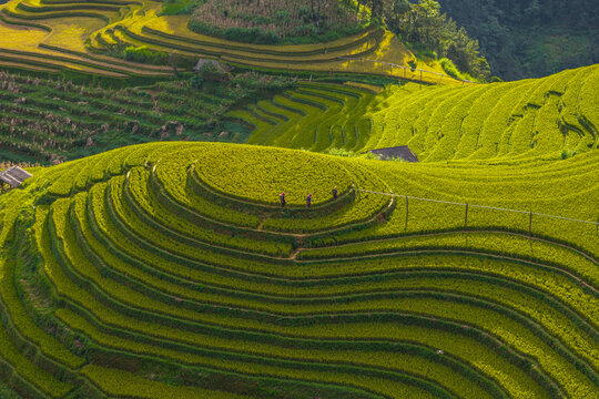 Vast green rice terraces on a rolling hillside