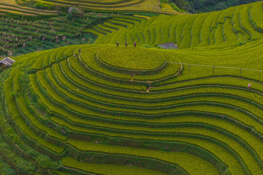 Farmers walking on winding green rice paddy terraces