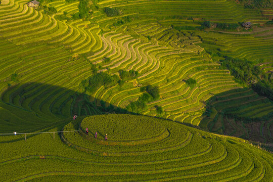 Lush green rice terraces of Mu Cang Chai Vietnam