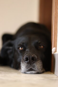 Close-up portrait of a loyal black dog resting on the floor at home