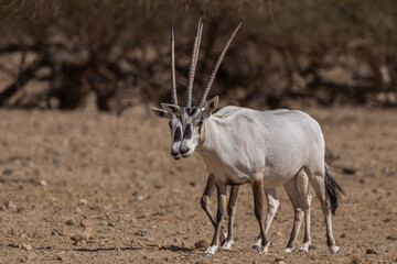 Two Arabian oryx standing together in the desert © Veaceslav