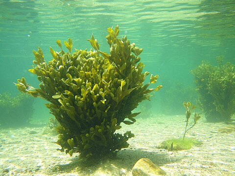 Photographie sous-marine de go&eacute;mon (Fucus vesiculosus), une algue tr&egrave;s commune en Bretagne