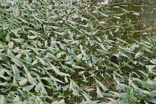 Fresh water spinach, Ipomoea aquatica, growing naturally in wet areas, representing tropical agriculture, healthy vegetables, and aquatic vegetation.