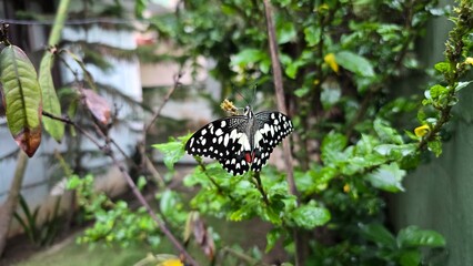 Beautiful Indian Butterfly in Natural Garden   Macro 4K Nature Footage © atulvermabhai